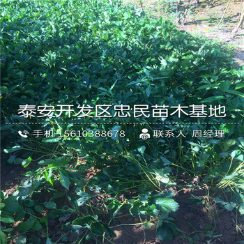 妙香7號(hào)草莓苗圖片