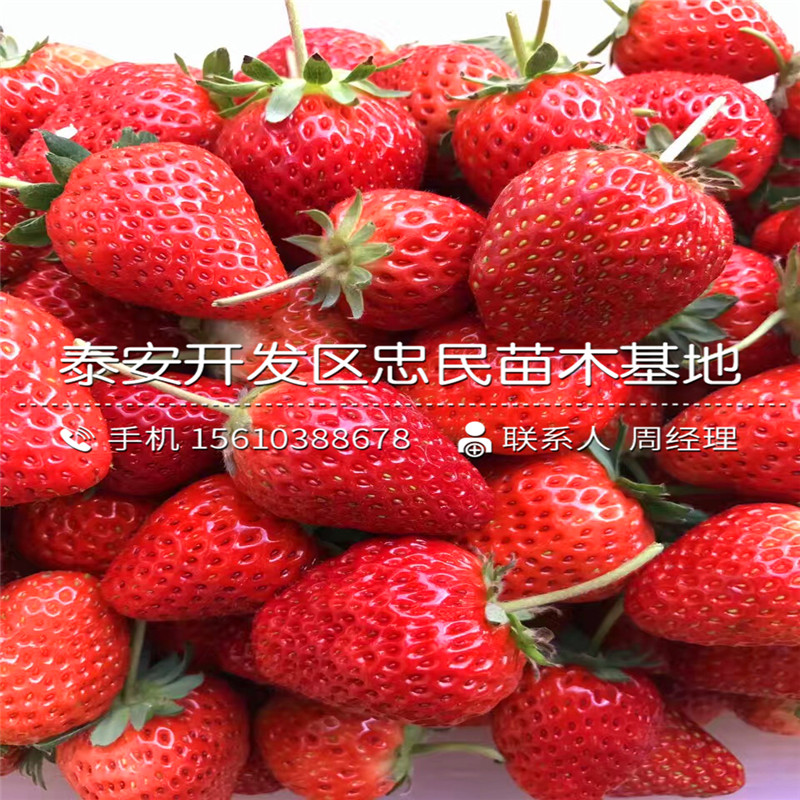 麦特莱草莓苗简介麦特莱草莓苗栽培技术