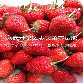 山東日本99草莓苗日本99草莓苗出售基地