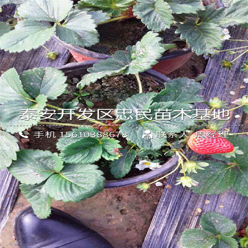 冬香草莓苗一亩地栽多少棵冬香草莓苗基地