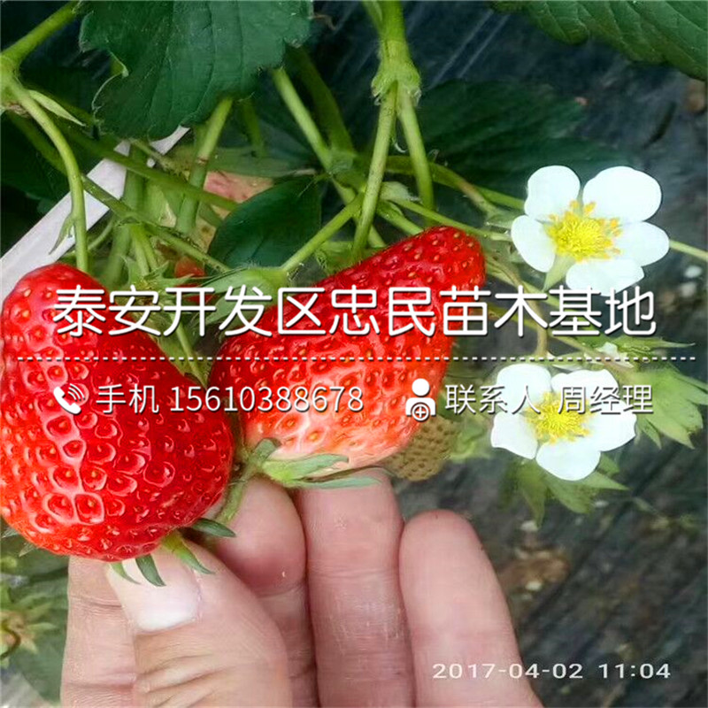 京御香草莓苗简介京御香草莓苗价钱