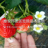 京桃香草莓苗种植基地京桃香草莓苗管理技术图片5