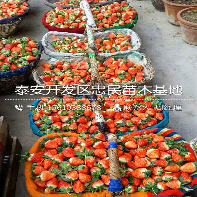 新品种红颜草莓苗红颜草莓苗价格多少