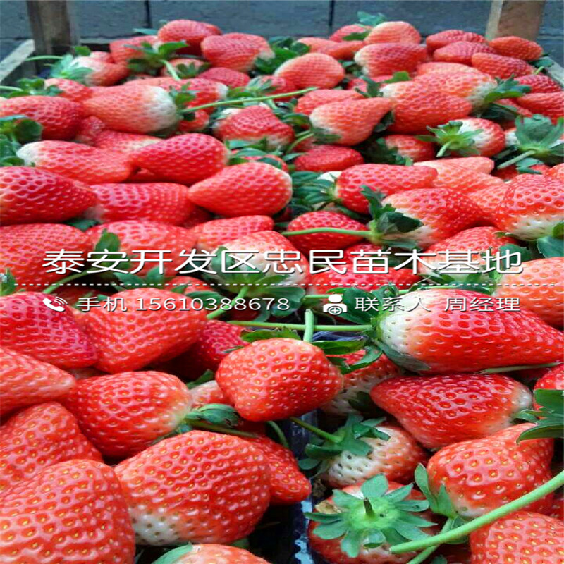 艾尔巴草莓苗产地在哪里艾尔巴草莓苗出售价格