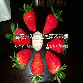 2018年莓寶草莓苗莓寶草莓苗出售價(jià)位
