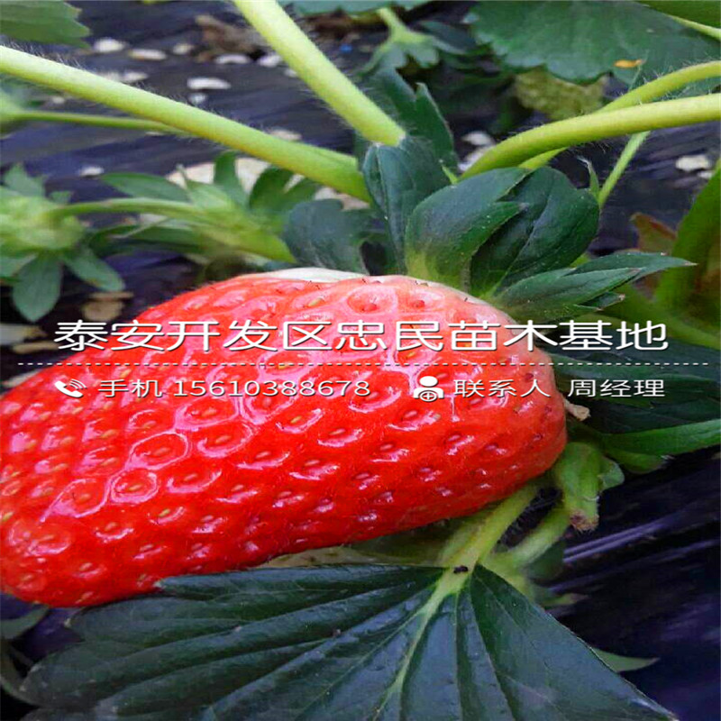 红玫瑰草莓苗多少钱红玫瑰草莓苗出售价格
