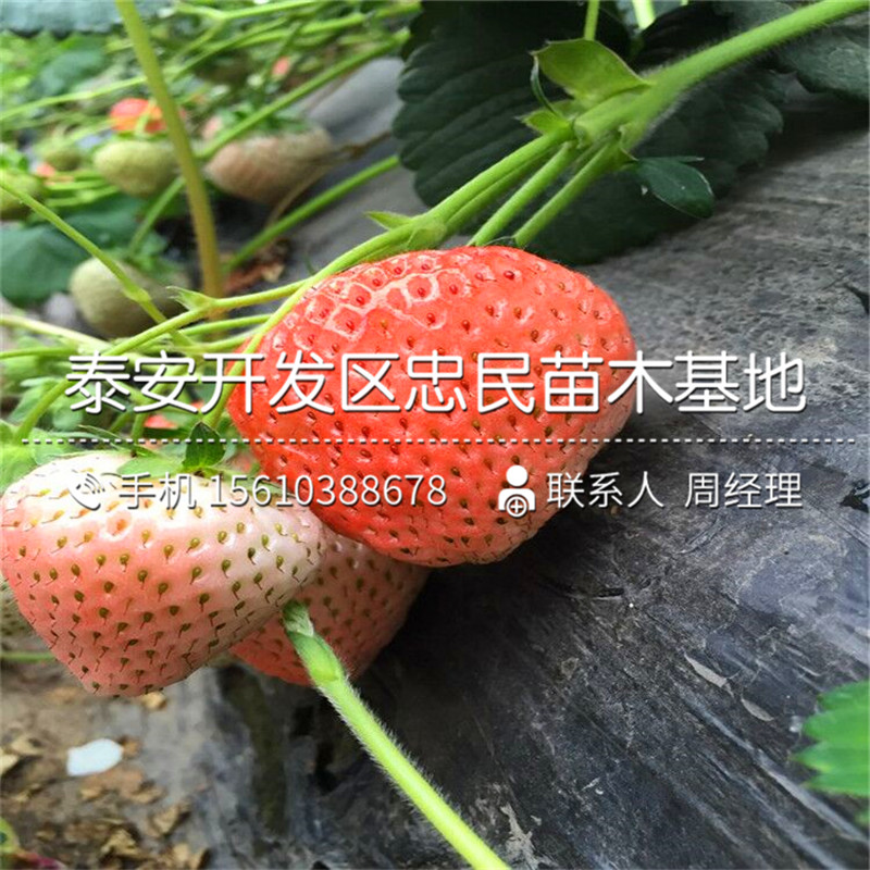 公主草莓苗出售基地公主草莓苗技术