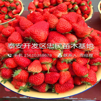 2018年艾爾巴草莓苗艾爾巴草莓苗批發(fā)哪里便宜