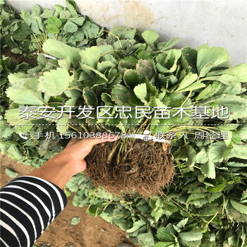 哪里有京凝香草莓苗京凝香草莓苗批发基地