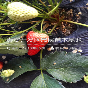 哈尼草莓苗种植基地哈尼草莓苗价格多少