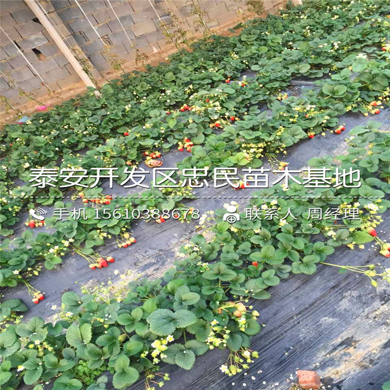 戈雷拉草莓苗什么时间成熟戈雷拉草莓苗一亩地产多少斤