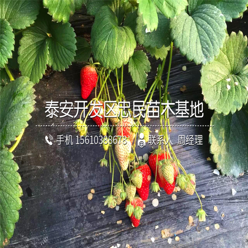 2018年叙利亚草莓苗叙利亚草莓苗哪里批发