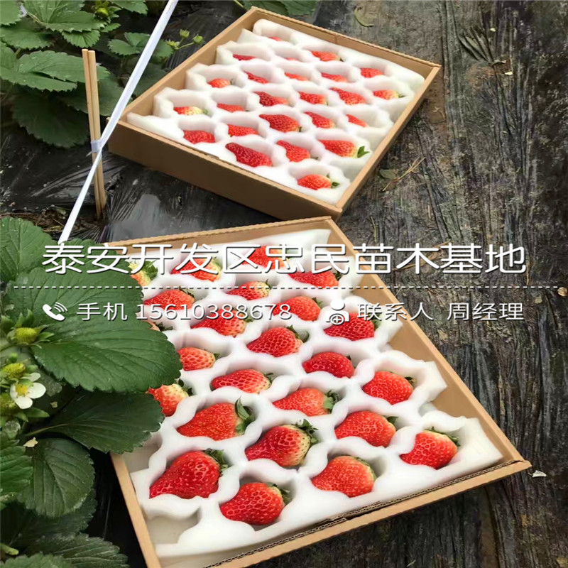 莓宝草莓苗什么时间成熟莓宝草莓苗供应价格