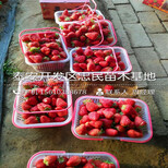 粉红公主草莓苗山东粉红公主草莓苗一棵多少钱图片1
