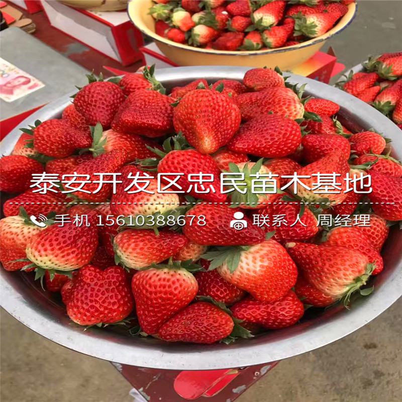 明晶草莓苗什么时间成熟明晶草莓苗价钱