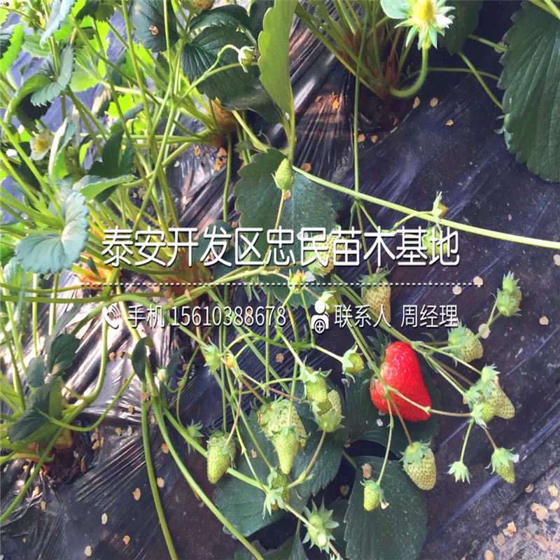 哪里有鲁旺草莓苗鲁旺草莓苗批发价格