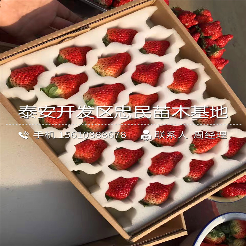 99草莓苗新品种