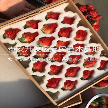 艳丽草莓苗价位艳丽草莓苗哪里有卖