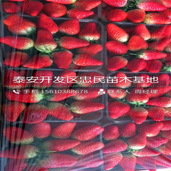 我想买坎东噶草莓苗坎东噶草莓苗一株多少钱