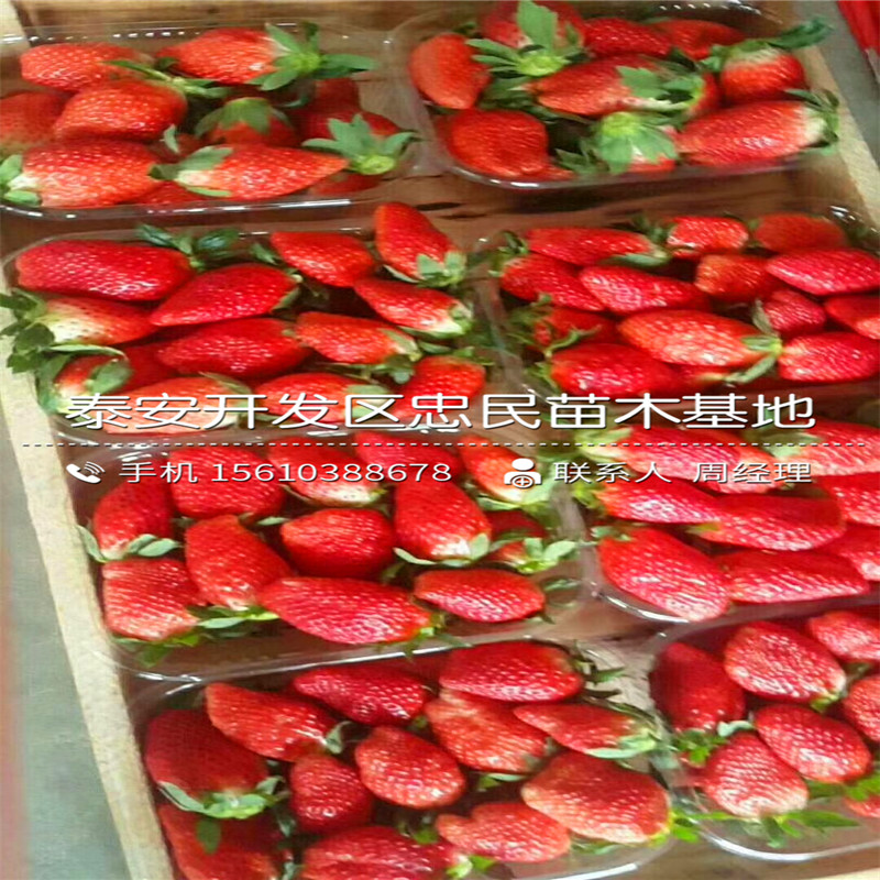 草莓种苗草莓苗品种草莓种苗草莓苗新品种