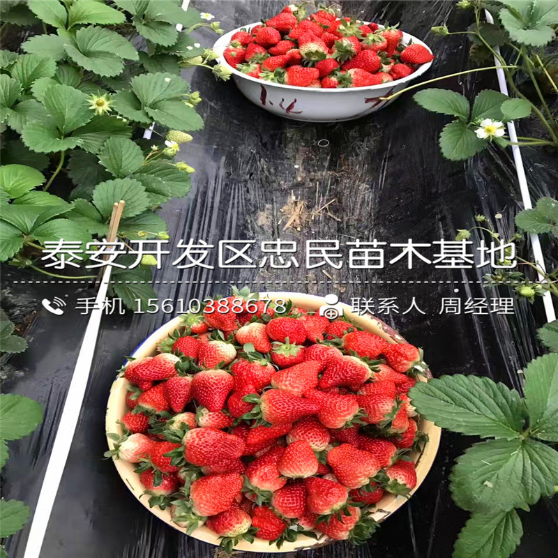 丰香草莓苗产地在哪里丰香草莓苗出售价格