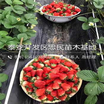 2018年妙香草莓苗妙香草莓苗批發(fā)價格