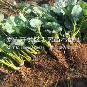 山東越心草莓苗越心草莓苗批發(fā)什么價格