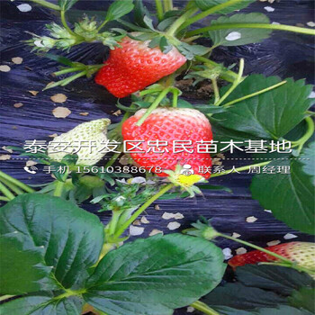 新品種紅頰草莓苗紅頰草莓苗哪里價格便宜