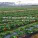 新品种四季阿尔比草莓苗四季阿尔比草莓苗批发单价