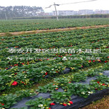 新品种美香莎草莓苗美香莎草莓苗图片图片0