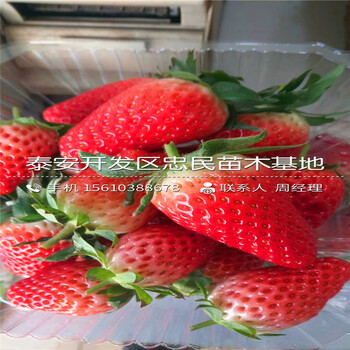 我想買明日香珍珠草莓苗明日香珍珠草莓苗一株多少錢