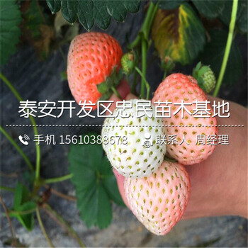 燕香草莓苗多少钱一棵燕香草莓苗一亩地产多少斤