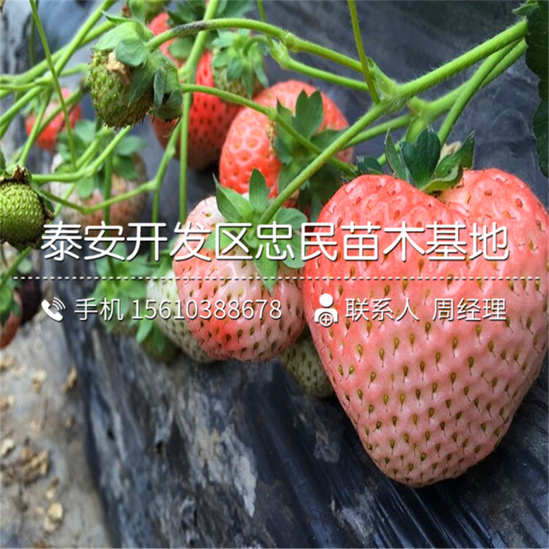 妙香草莓苗批发基地