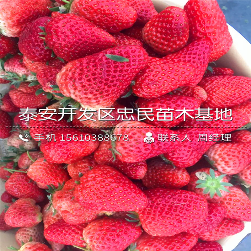 戈雷拉草莓苗什么时间成熟戈雷拉草莓苗一亩地产多少斤