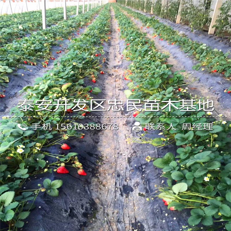 奥巴草莓苗行情奥巴草莓苗批发基地