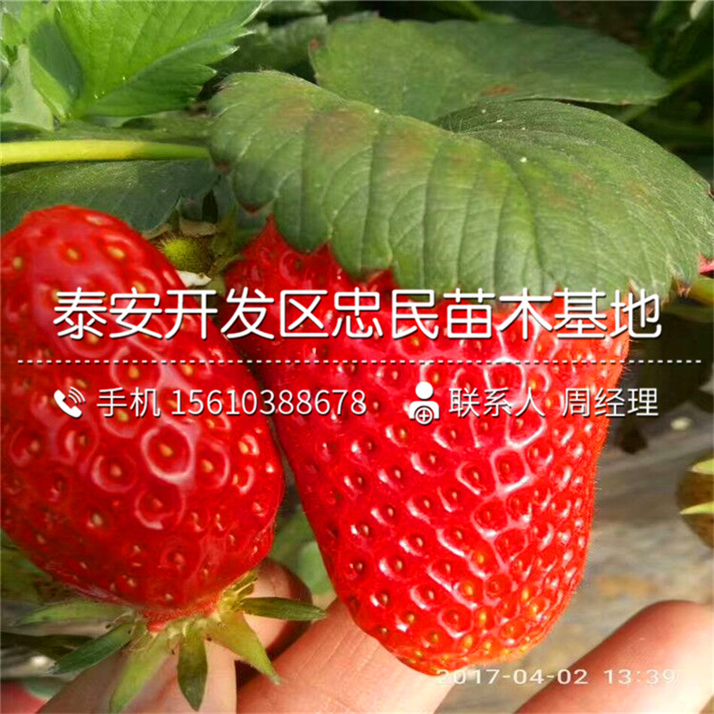 出售丰香草莓苗丰香草莓苗出售单价