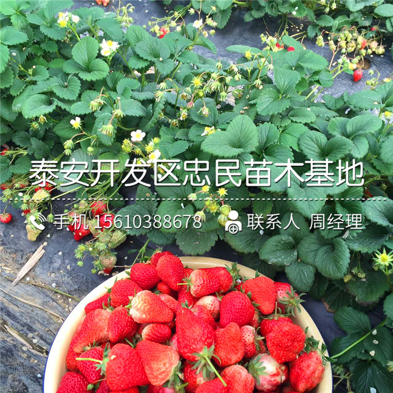宁丰草莓苗格宁丰草莓苗一亩地产多少斤