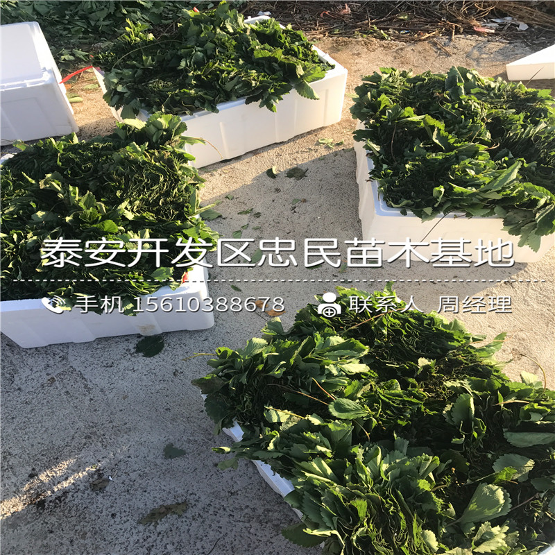 以斯列二号草莓苗行情以斯列二号草莓苗技术