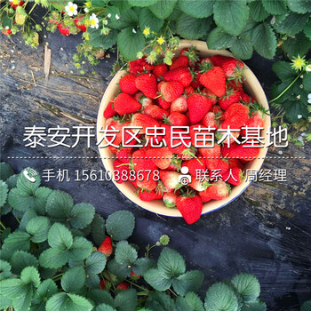 我想买美德莱特草莓苗美德莱特草莓苗厂家