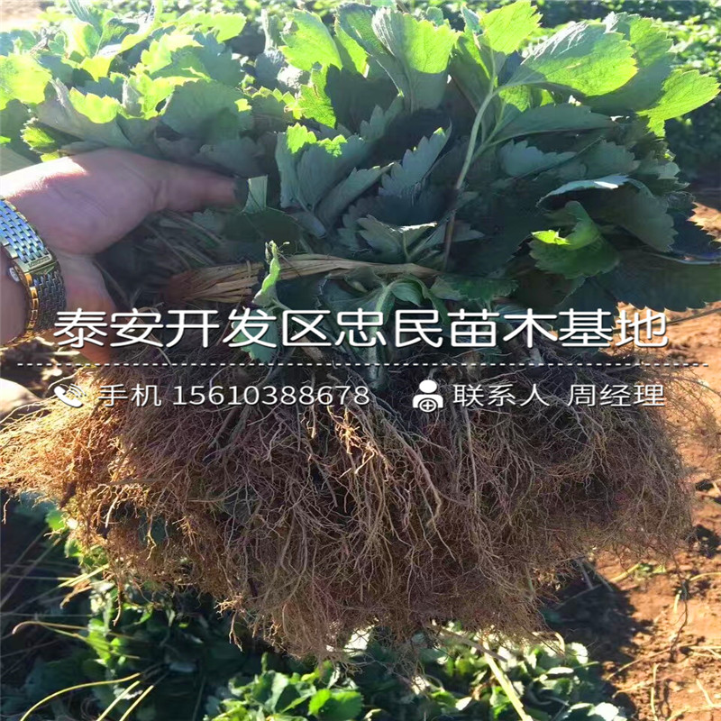 草莓苗种植基地草莓苗品种介绍