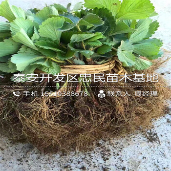 粉红公主草莓苗供应批发粉红公主草莓苗基地