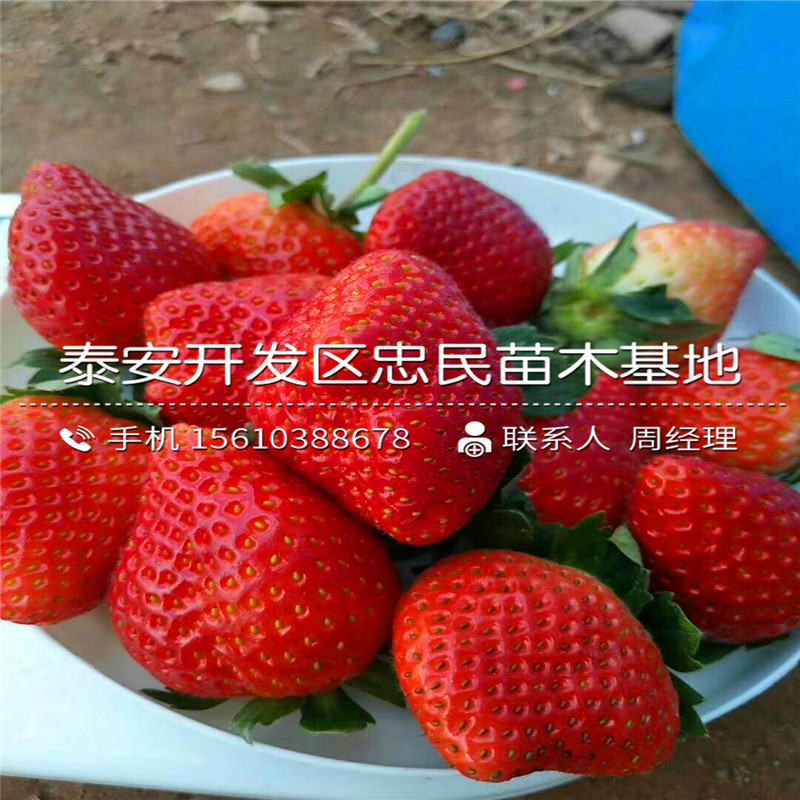 妙香草莓苗批发基地