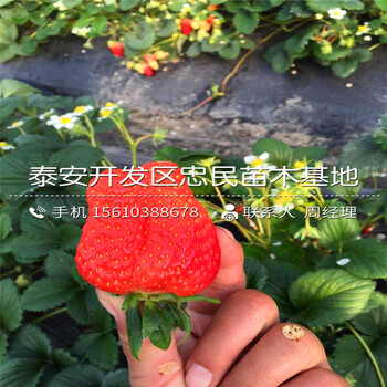 山東寧玉草莓苗寧玉草莓苗供應(yīng)商