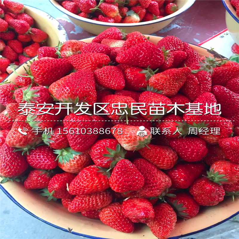 妙香3号草莓苗山东妙香3号草莓苗怎么种