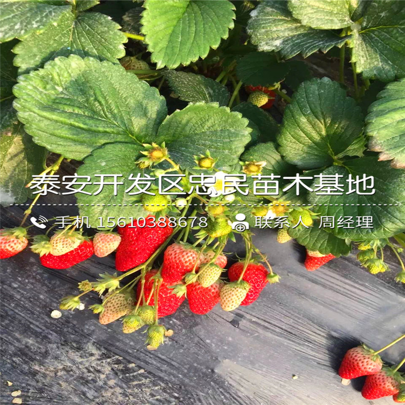 2018年贵草莓苗贵草莓苗价格