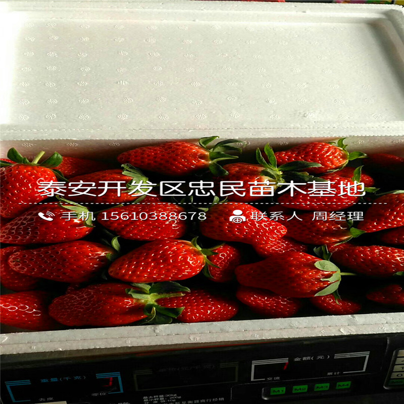 我想买波特拉草莓苗波特拉草莓苗价钱低