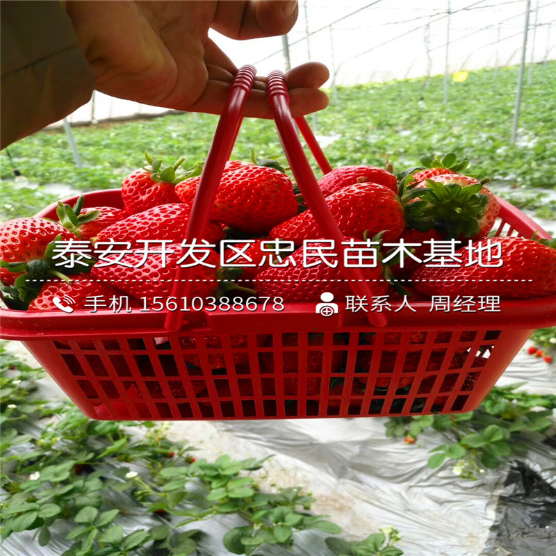 山东越丽草莓苗越丽草莓苗厂家