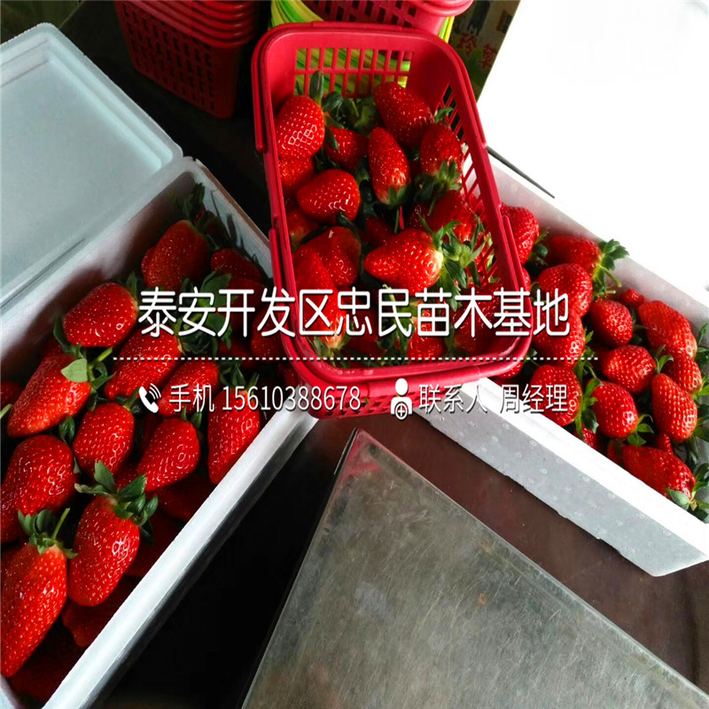 阿尔比草莓苗供应批发阿尔比草莓苗价钱