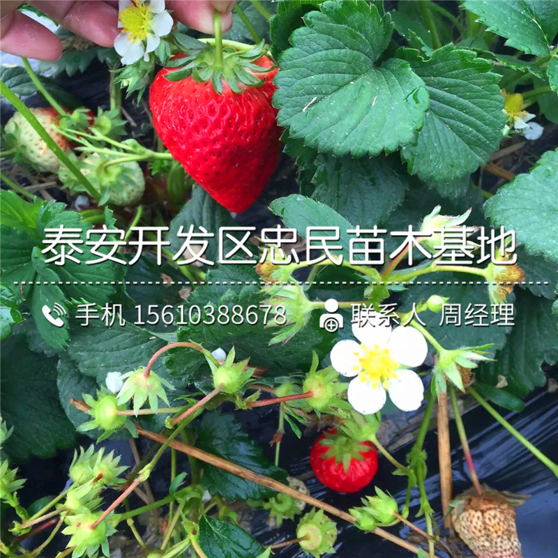 妙香7号草莓苗简介妙香7号草莓苗新品种