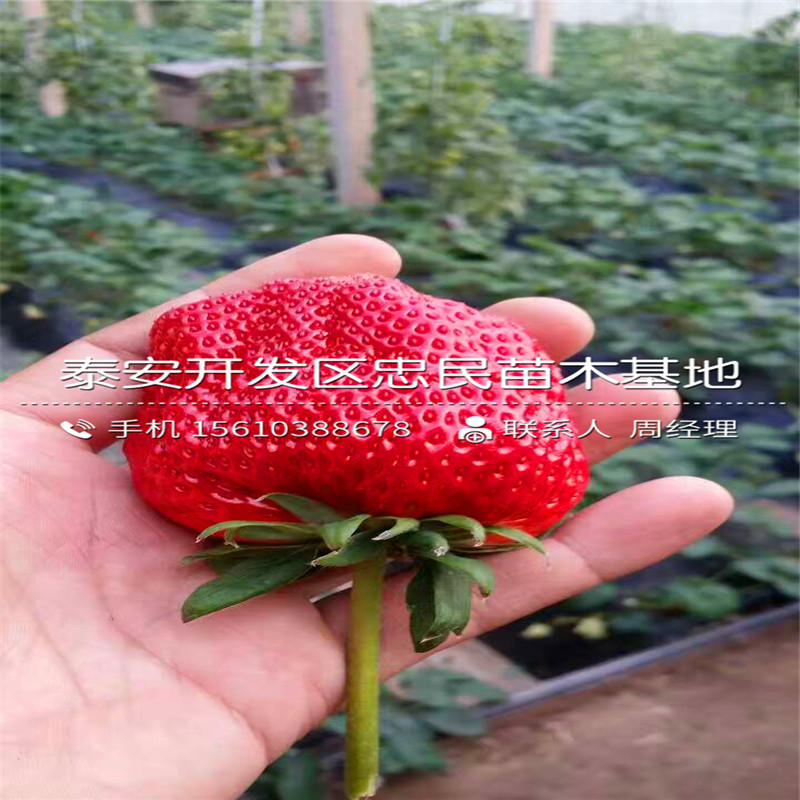 山东九香草莓苗九香草莓苗出售价格